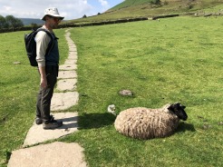 Sheep sighting