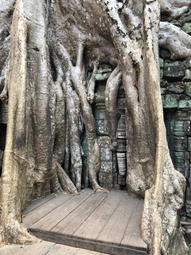 Cambodia Angkor Ta Prohm jungle temple (17)